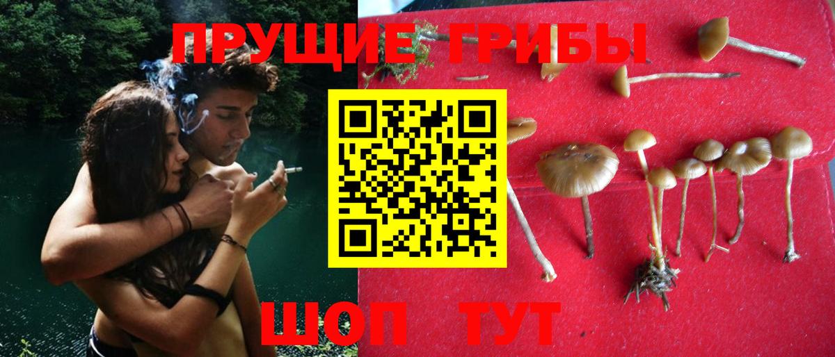 Псилоцибиновые грибы Psilocybe  Вход с VPN  Псилоцибиновые грибы Magic Shrooms  Новокубанск 