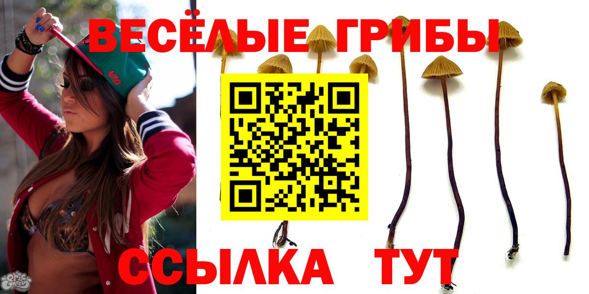 Псилоцибиновые грибы Cubensis Новокубанск